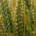 Производство на земеделска продукция - Клас Комерс 2 ООД