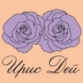 Производство на рози - гол корен, пакетирани, в контейнер Iris Day