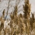 Растениевъдство и земеделие Земеделска кооперация Ламбриново
